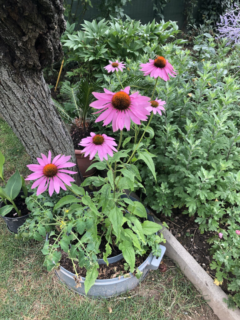 echinacea