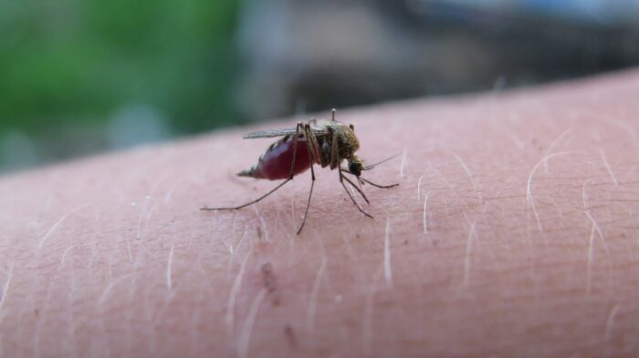 Čo neznášajú komáre v záhrade? Ujo Jozef mi prezradil tento trik ...