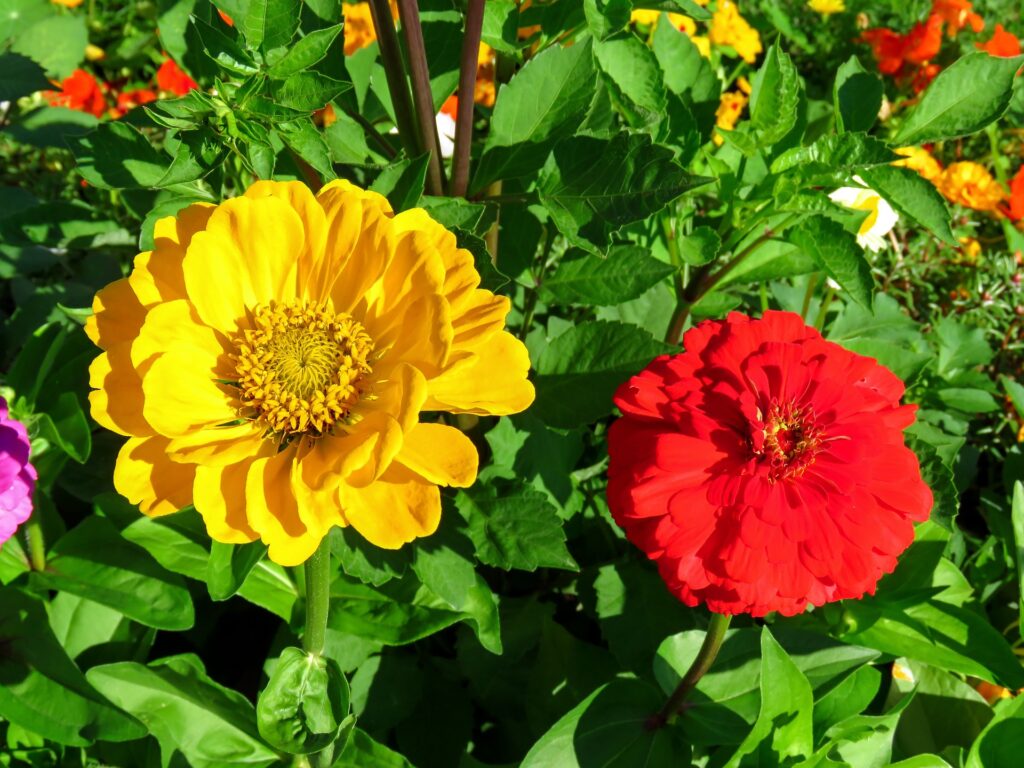 Ktoré kvety majú radi slnko? Ideálne do záhrady na horúce leto - Vášeň ...